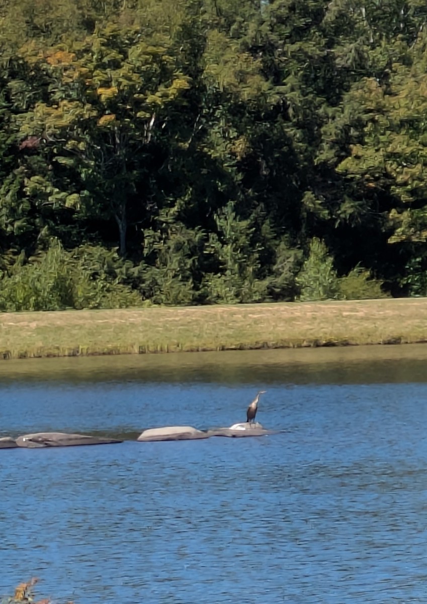 Double-crested Cormorant - ML641247942