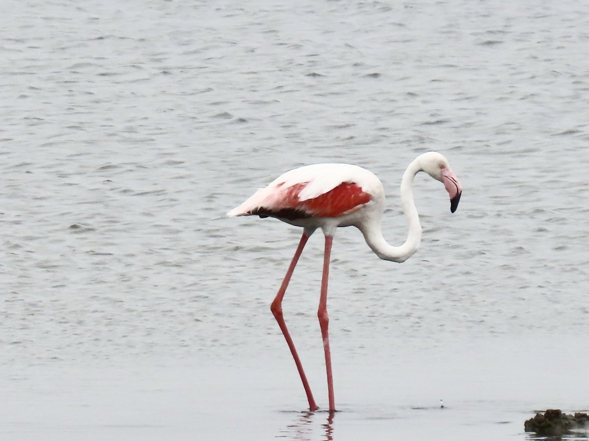 Greater Flamingo - ML641247982
