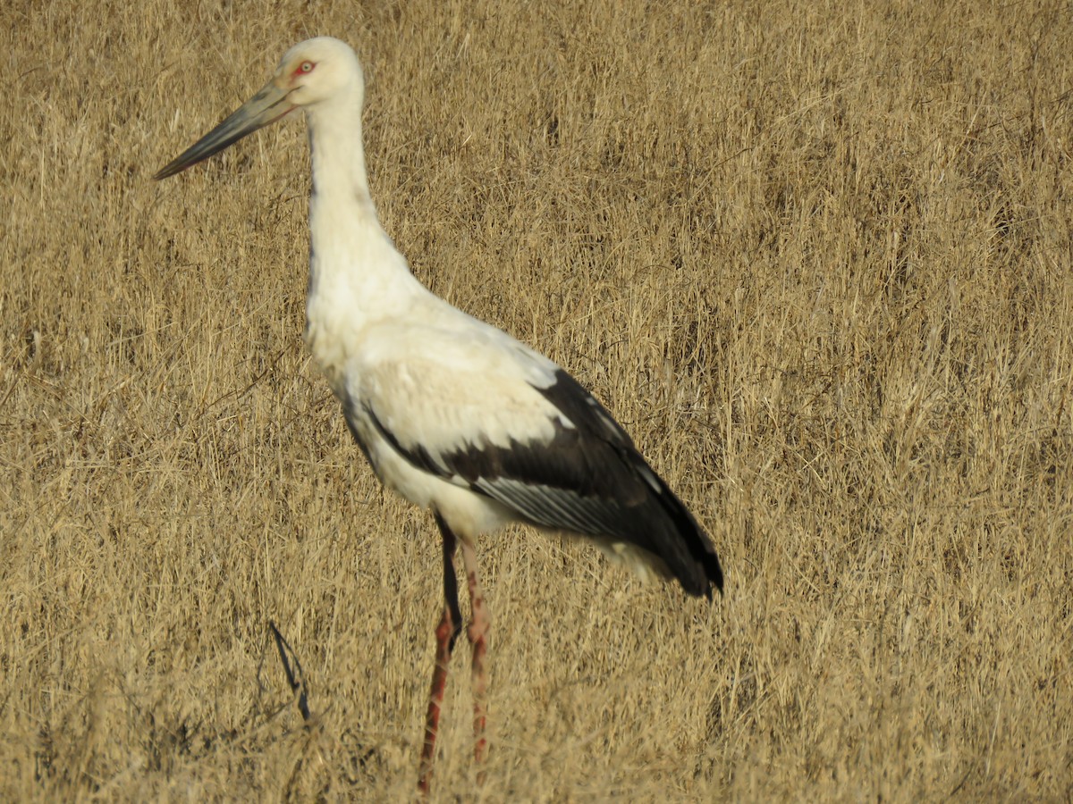 Schwarzschnabelstorch - ML641248007