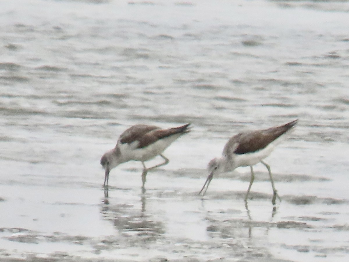 Common Greenshank - ML641248015
