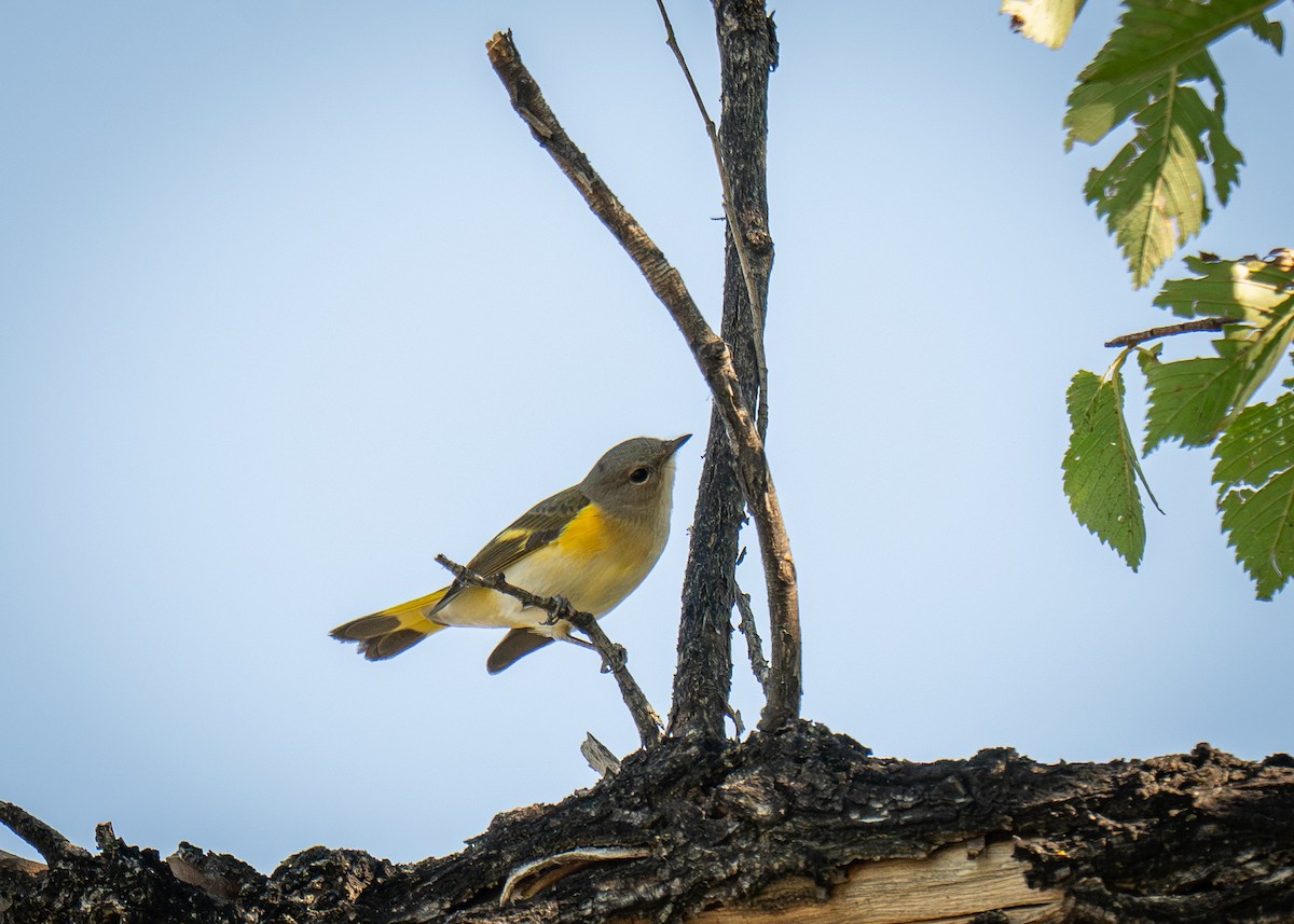 American Redstart - ML641248028