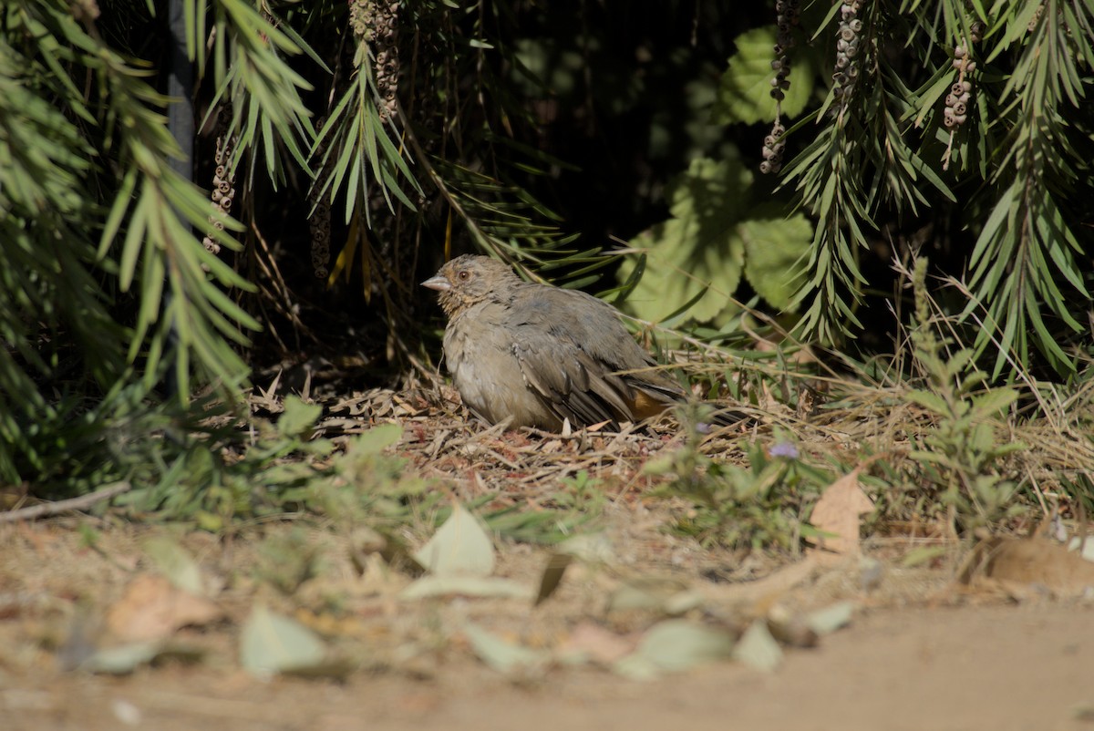 California Towhee - ML641248073