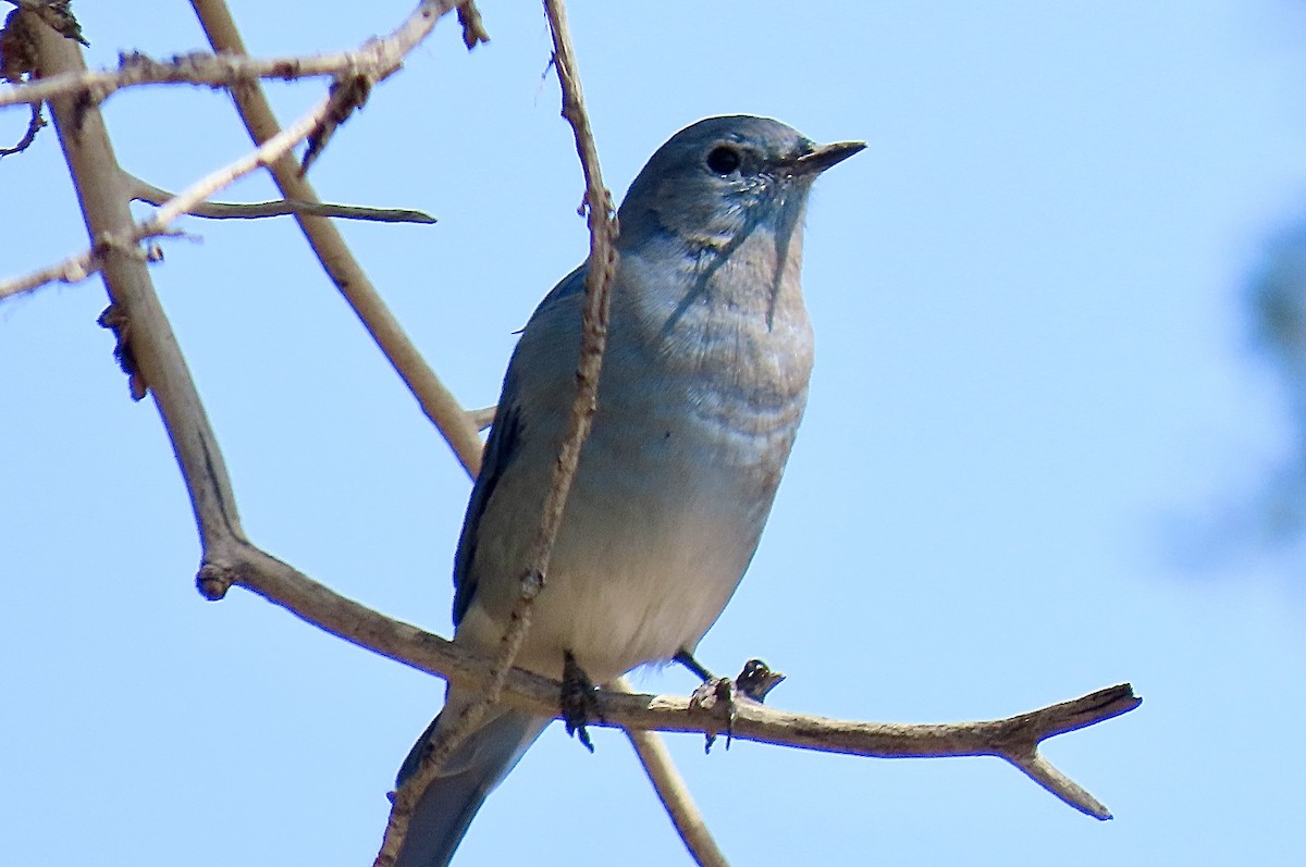 Mountain Bluebird - ML641248188