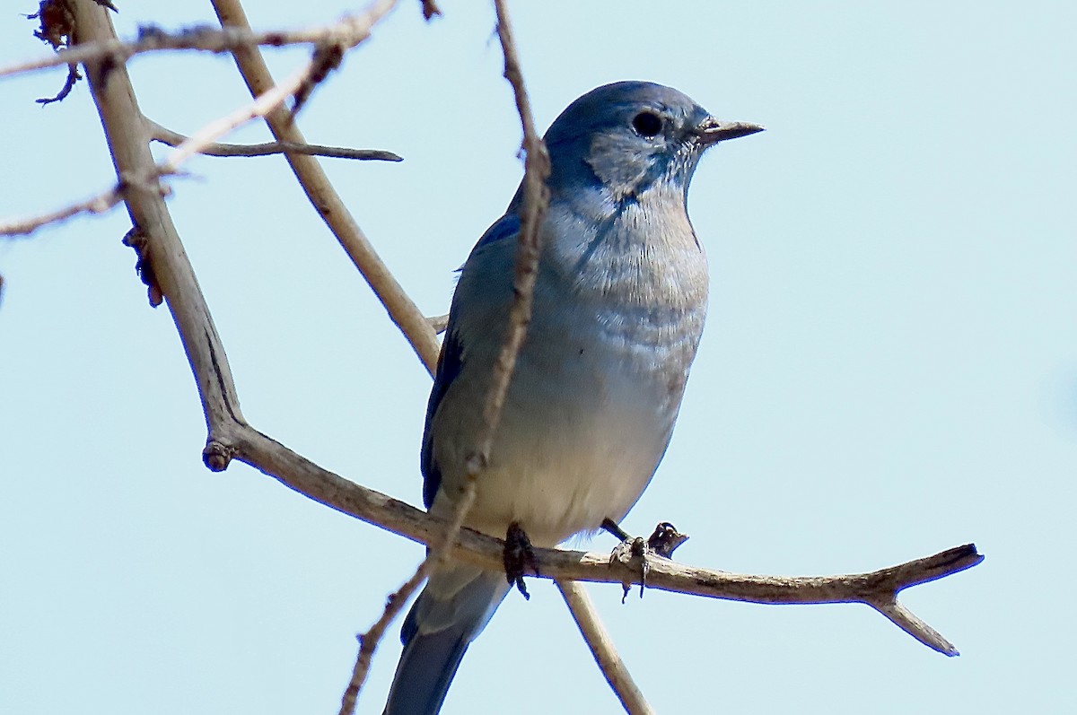 Mountain Bluebird - ML641248189
