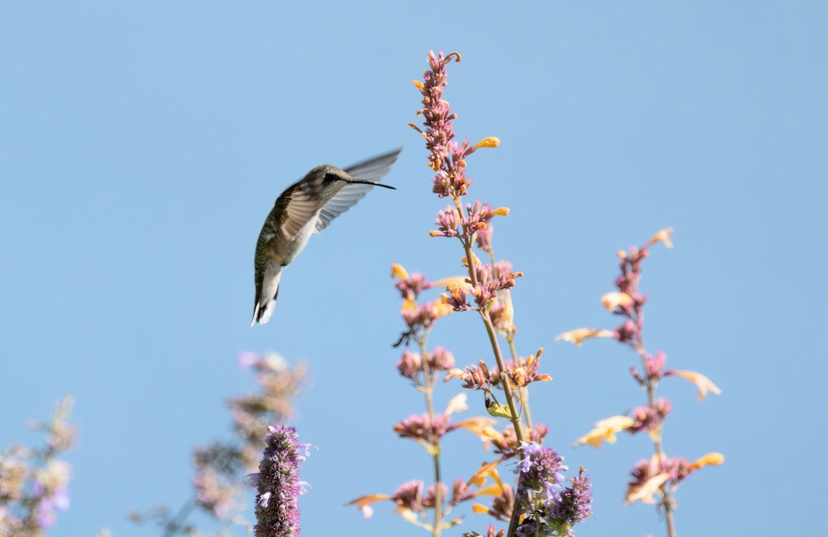 Ruby-throated Hummingbird - ML641248220