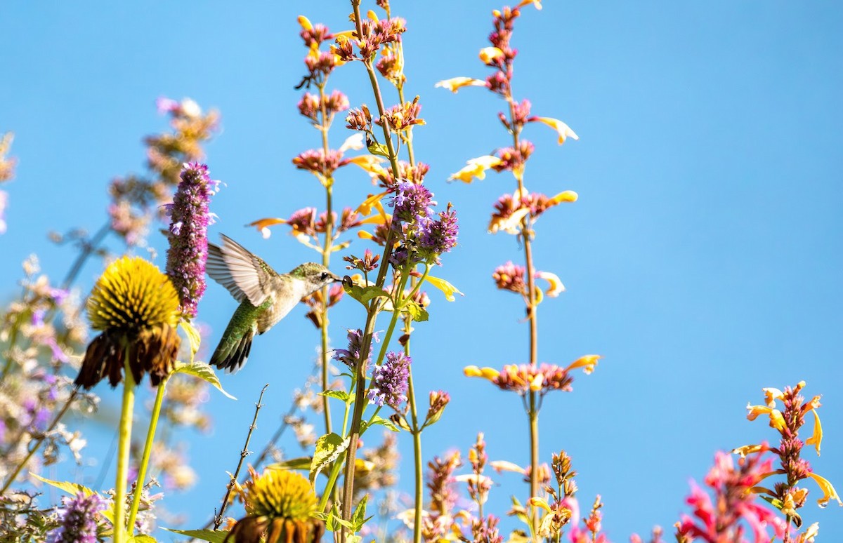 Ruby-throated Hummingbird - ML641248221