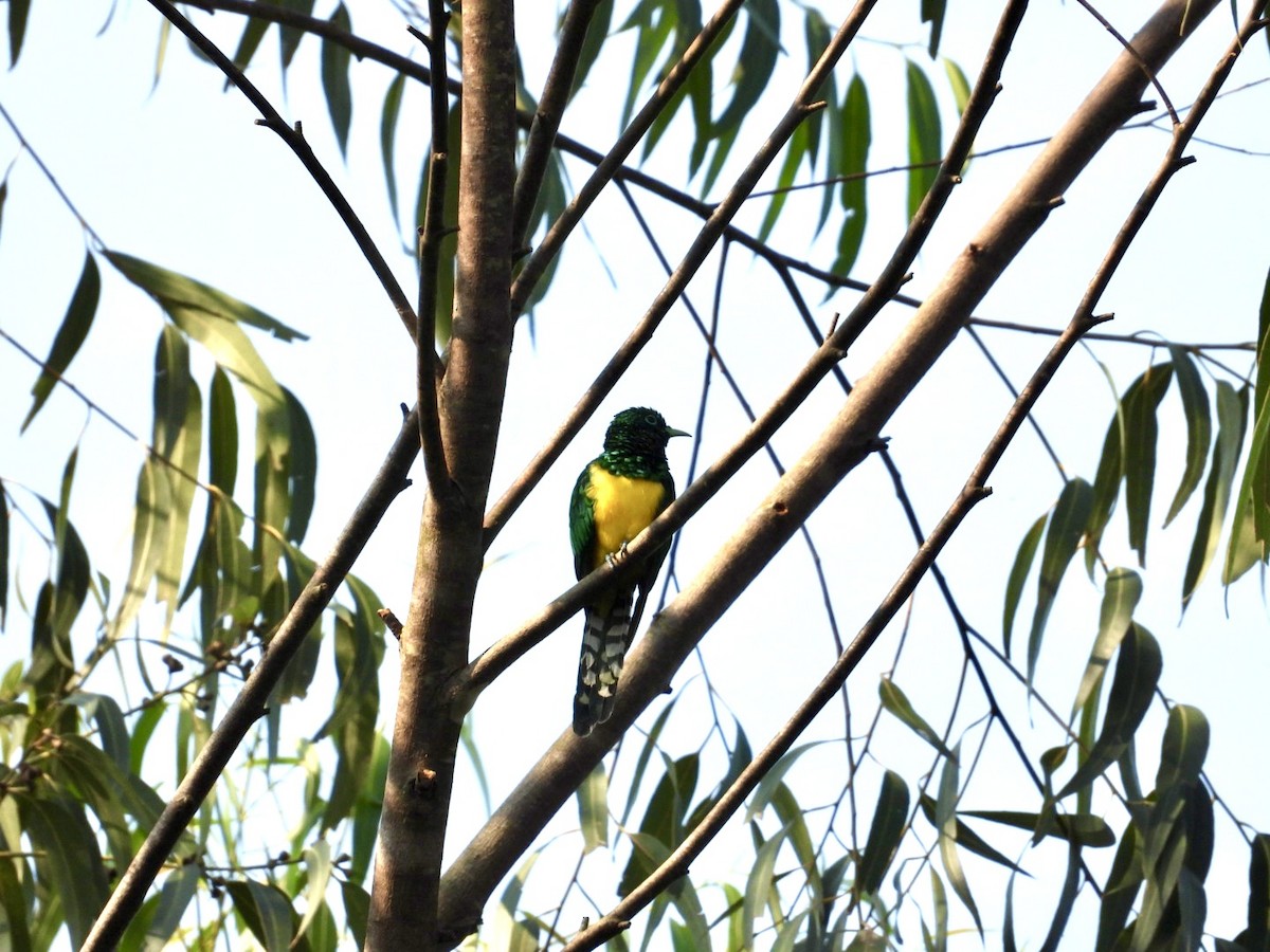 African Emerald Cuckoo - ML641248227