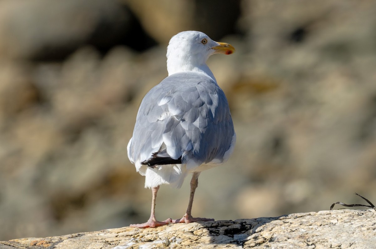 American Herring Gull - ML641248230