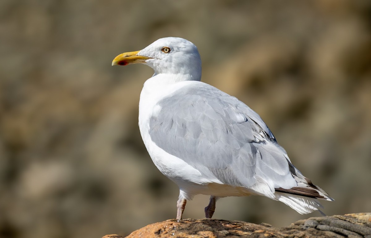 American Herring Gull - ML641248231
