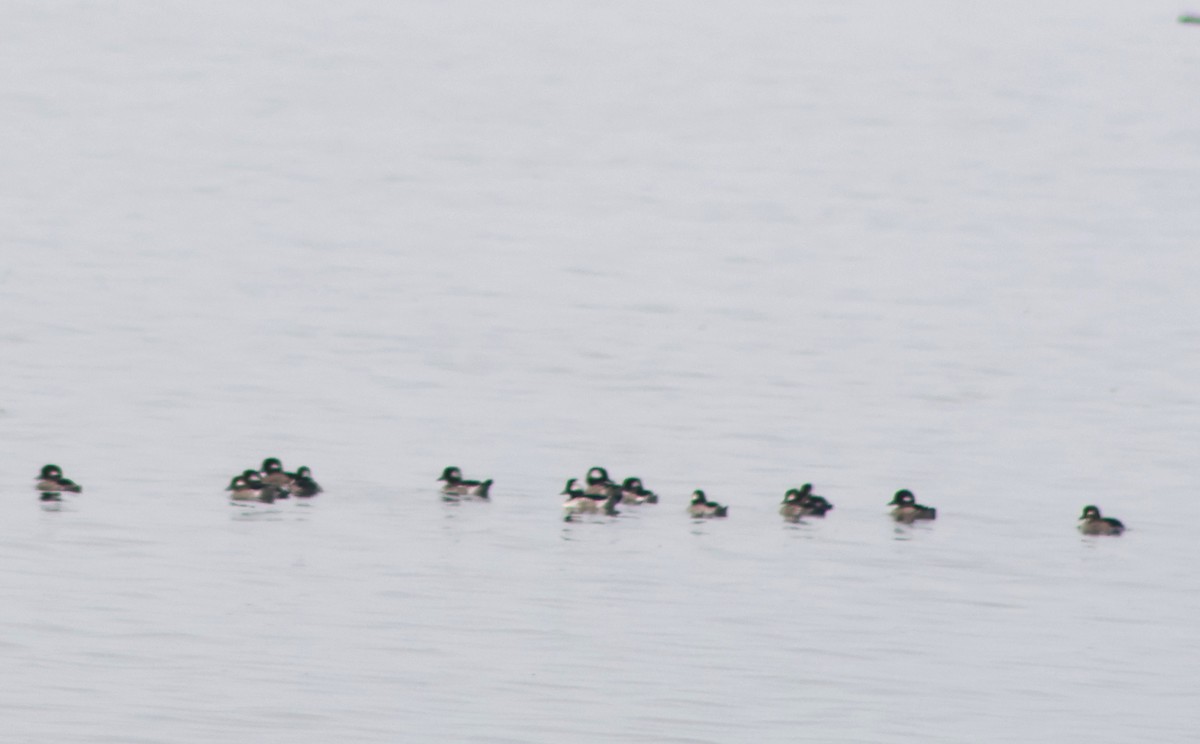 Bufflehead - ML641248354