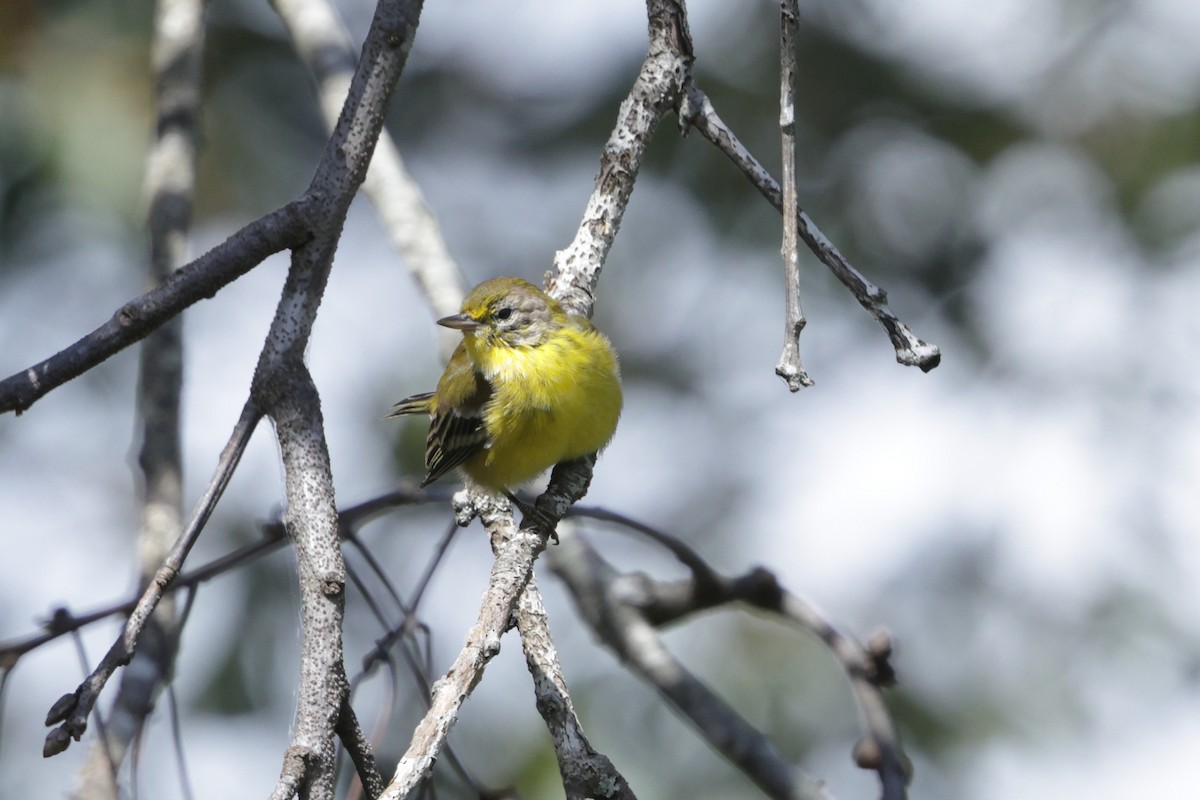 Pine Warbler - ML641248429