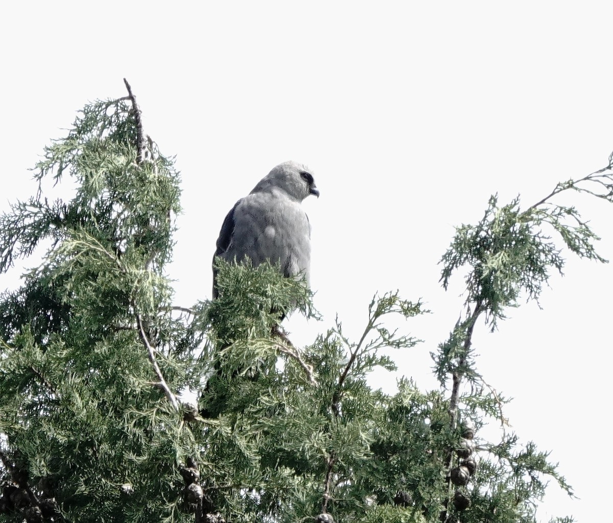 Mississippi Kite - ML641248477