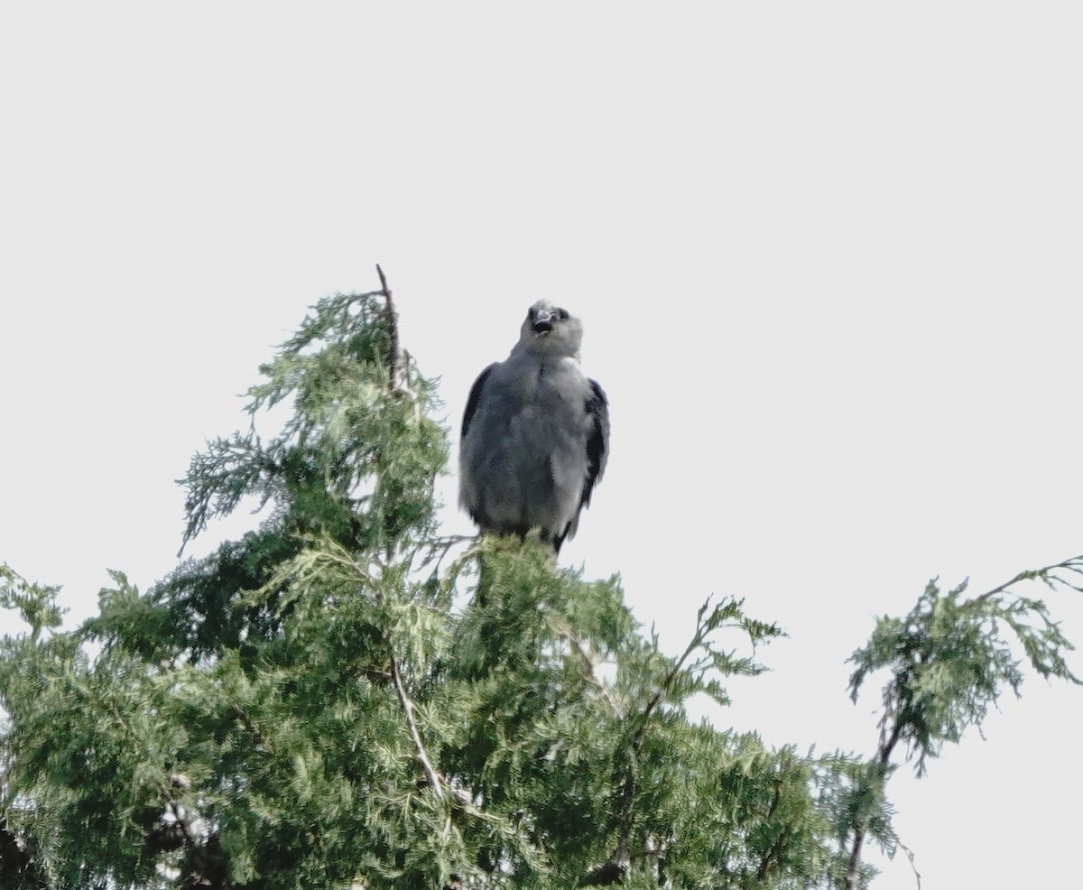 Mississippi Kite - ML641248489