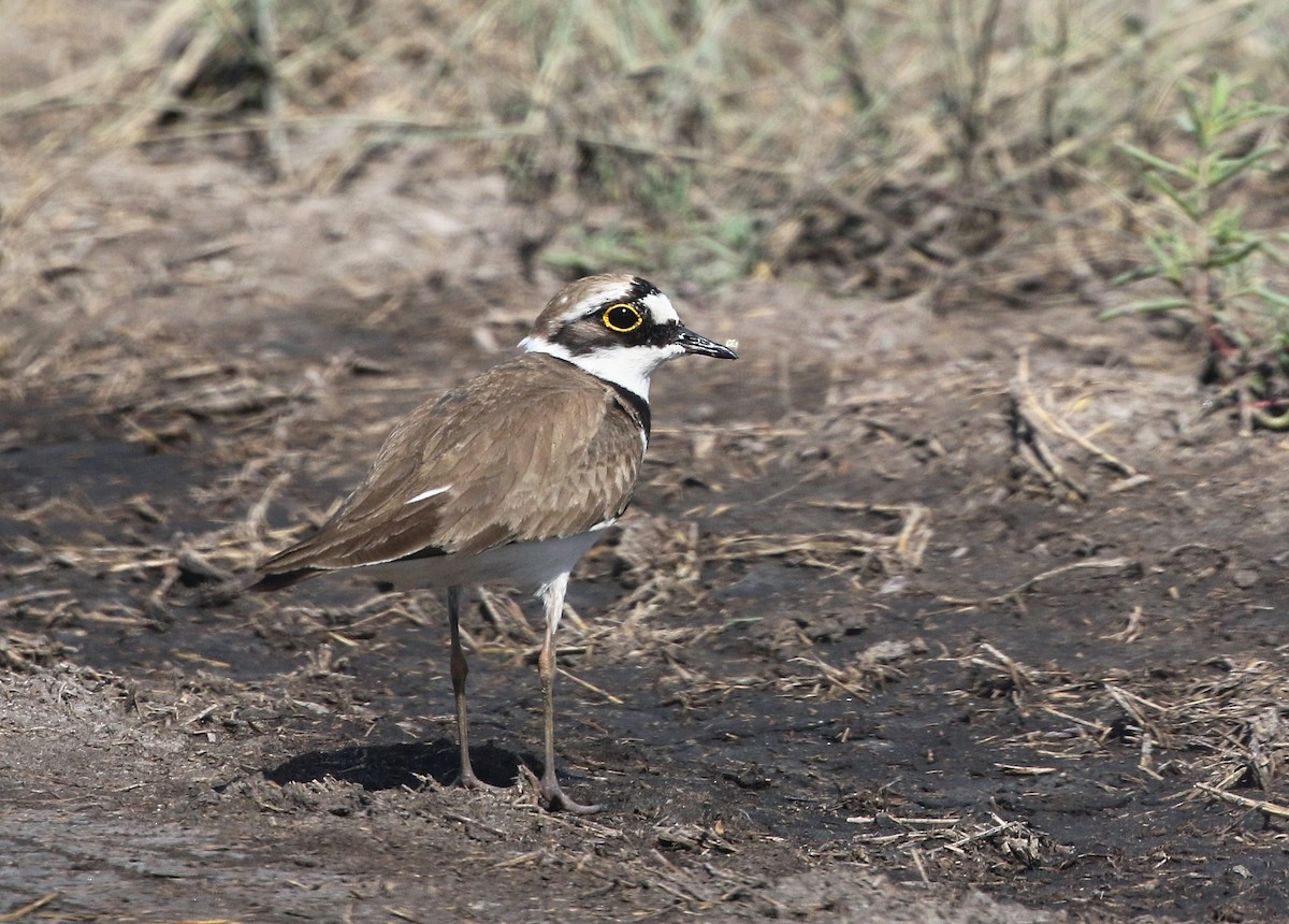 Little Ringed Plover - ML64124851