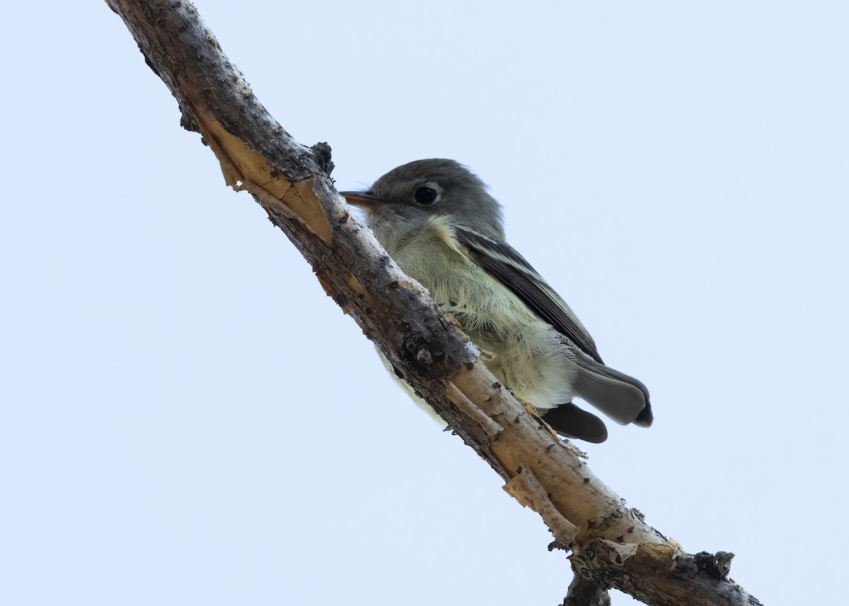 Empidonax sp. - ML641248517
