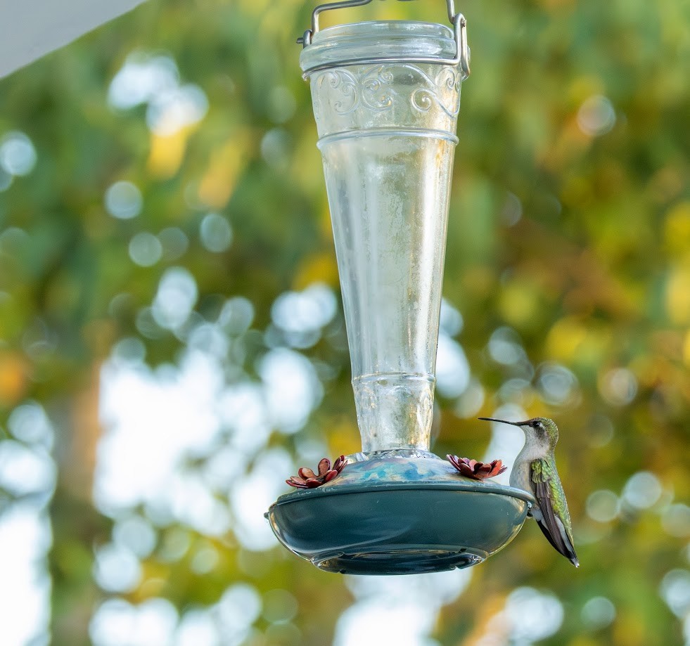 Ruby-throated Hummingbird - ML641248520