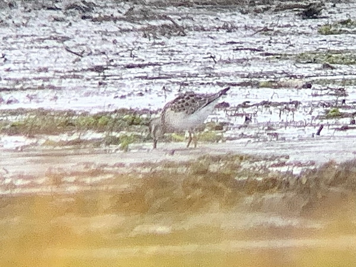 styltesnipe - ML641248583