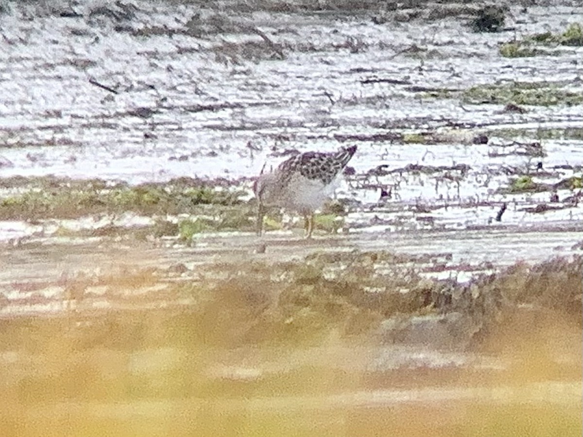 styltesnipe - ML641248584