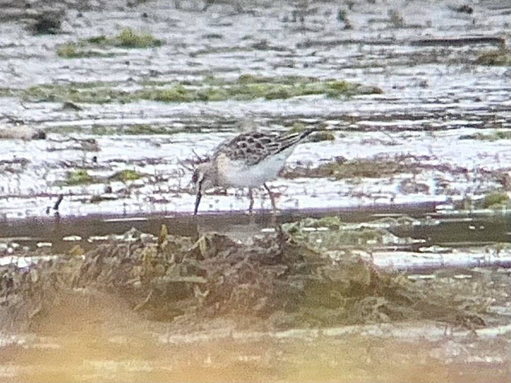 styltesnipe - ML641248585