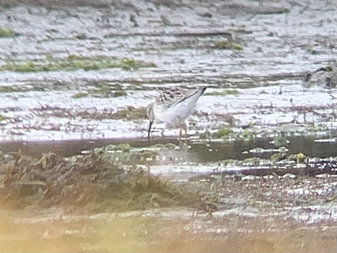 styltesnipe - ML641248586