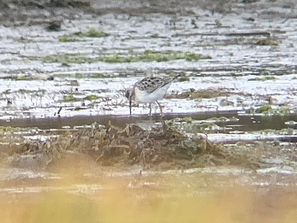 styltesnipe - ML641248587