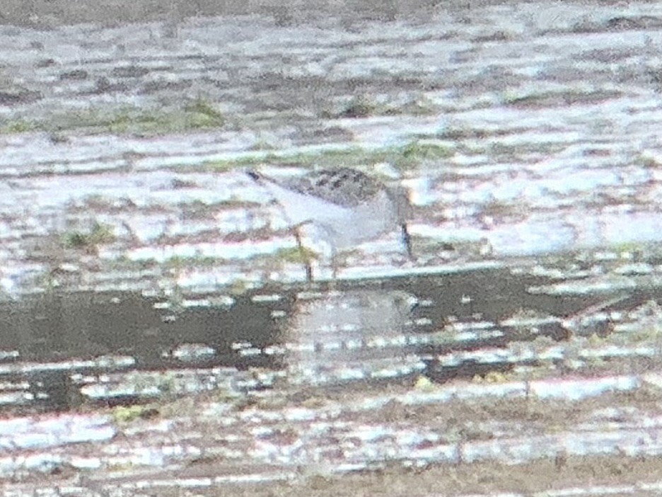 styltesnipe - ML641248589