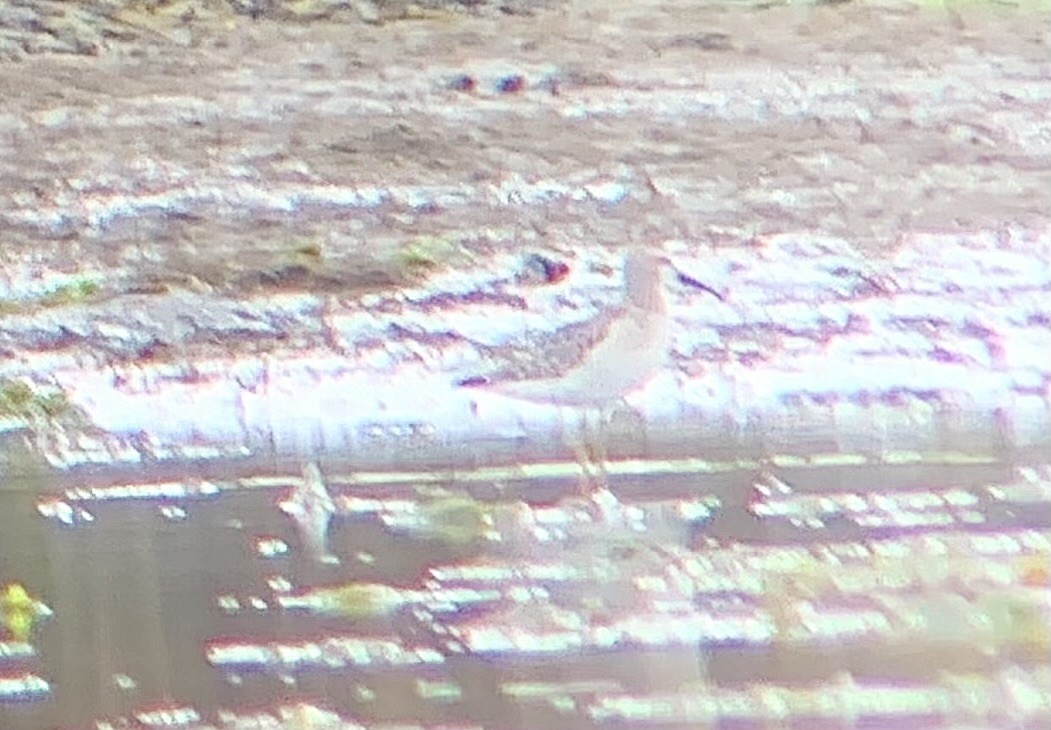 styltesnipe - ML641248625