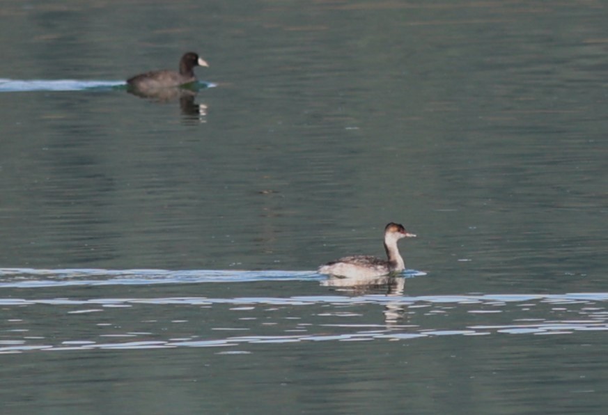 Horned Grebe - ML641248704