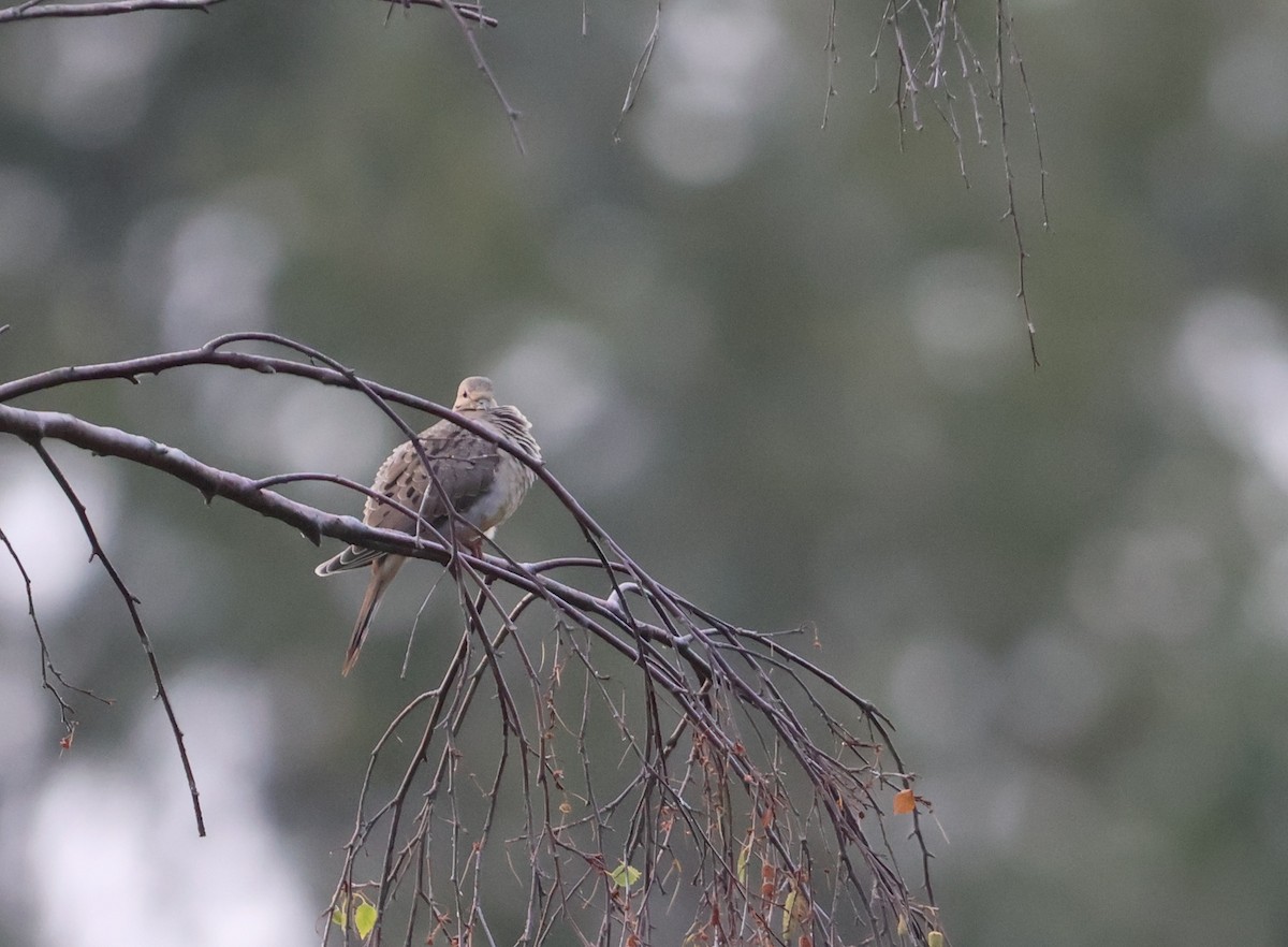 Mourning Dove - ML641248708