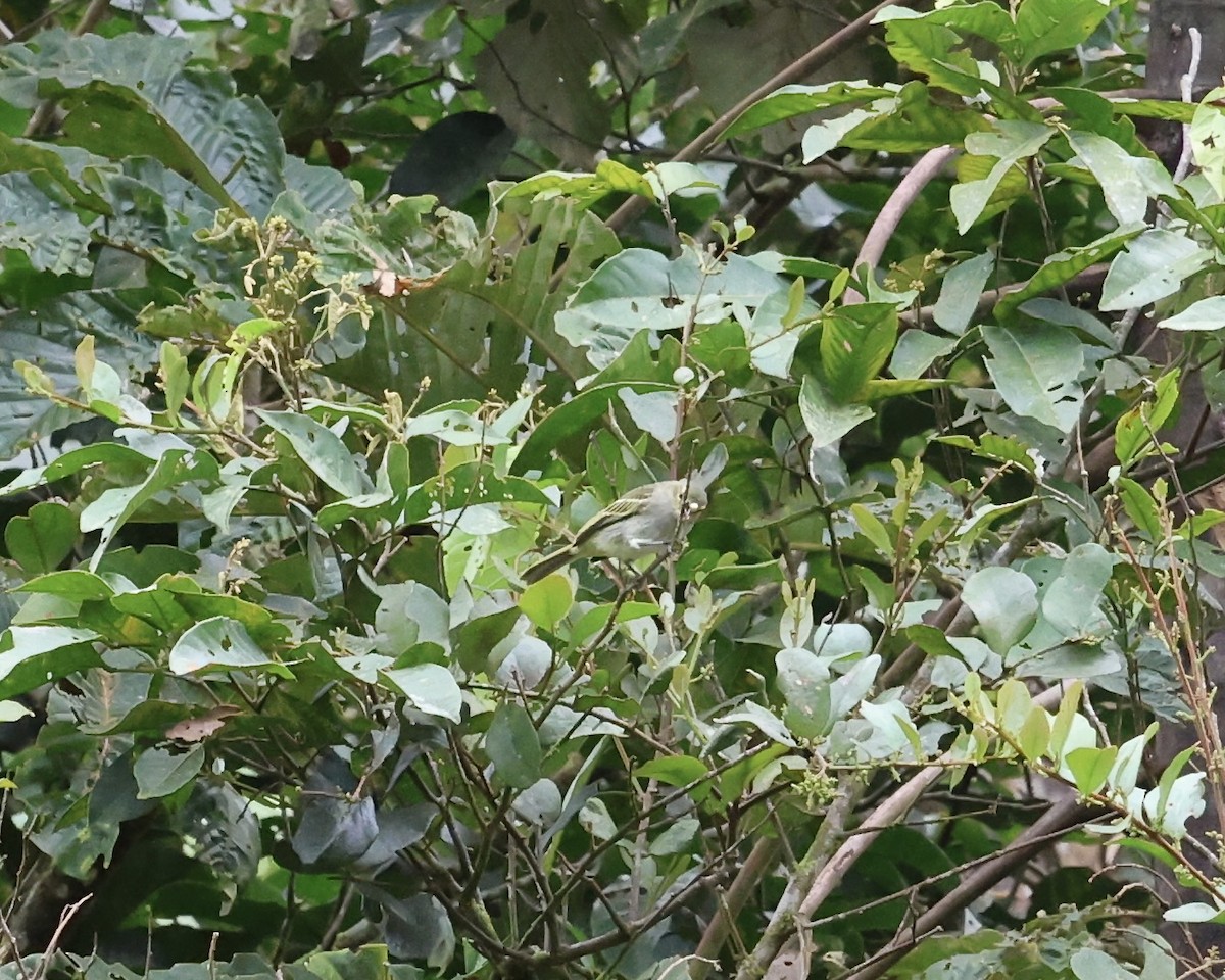 キマユコタイランチョウ（chrysops） - ML641248730