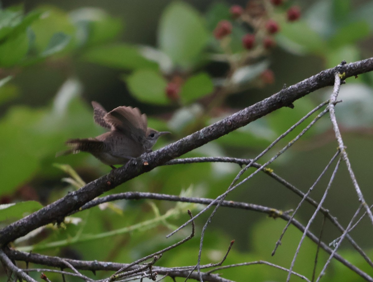 Northern House Wren - ML641248731
