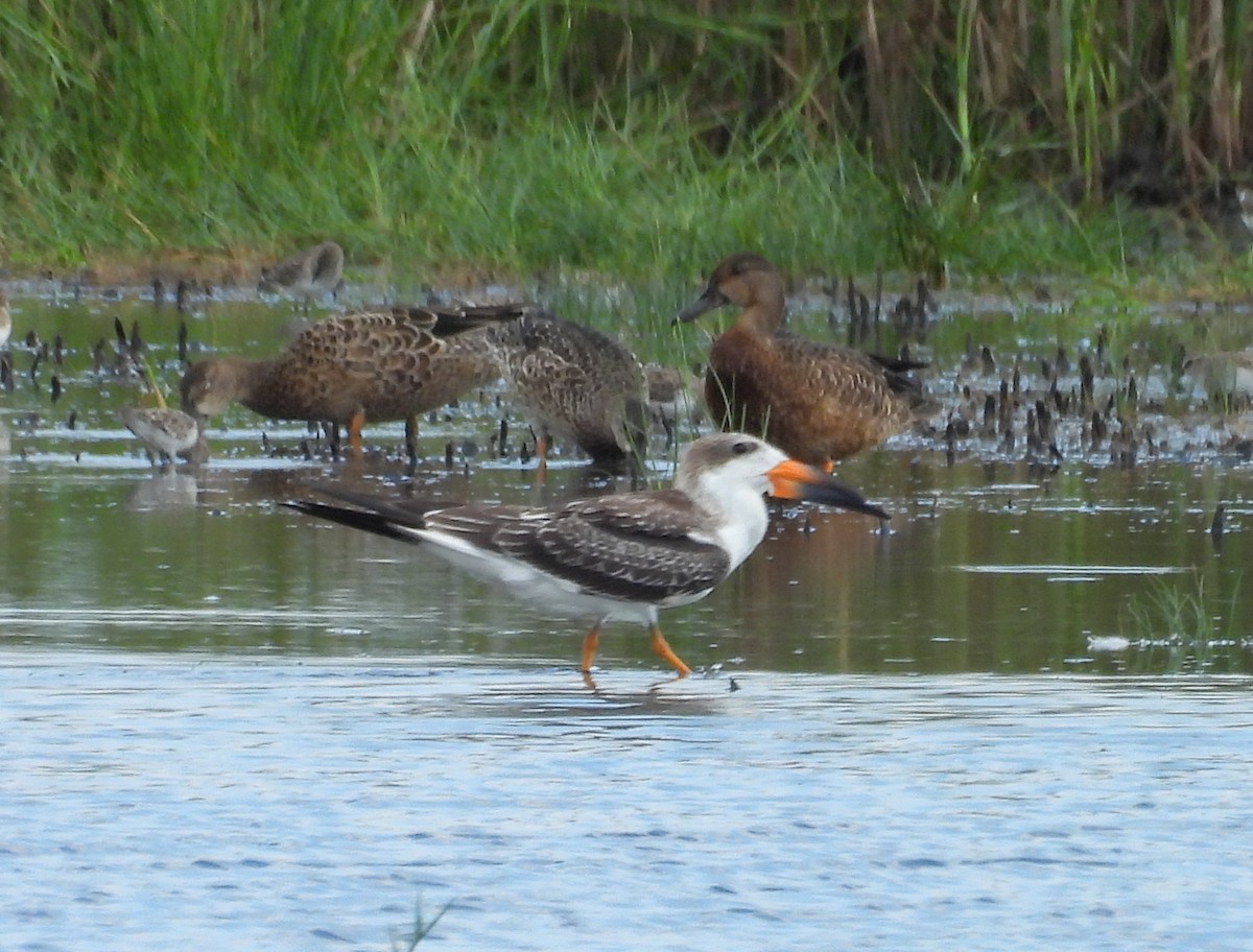 Black Skimmer - ML641248875