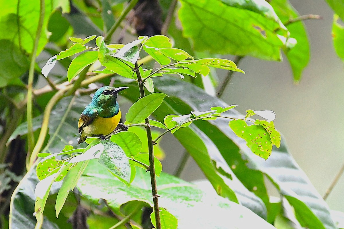 Collared Sunbird - ML641248881
