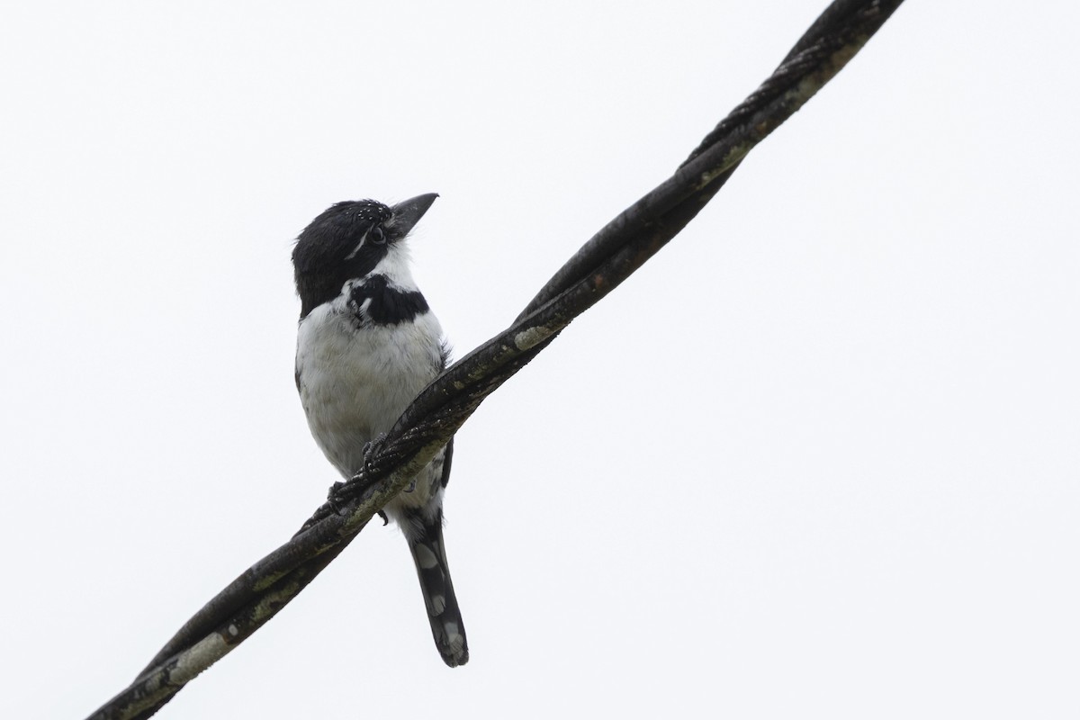 Pied Puffbird - ML641248894