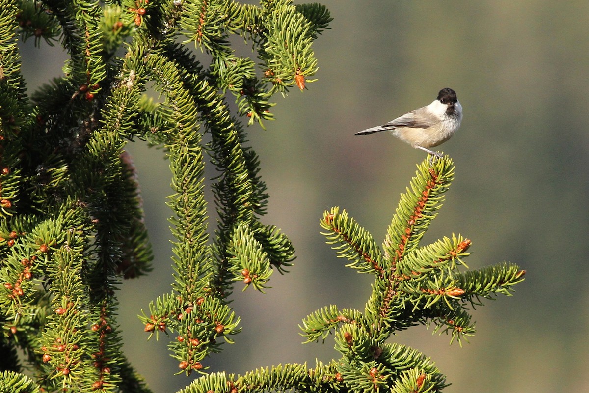 Willow Tit - ML641248908