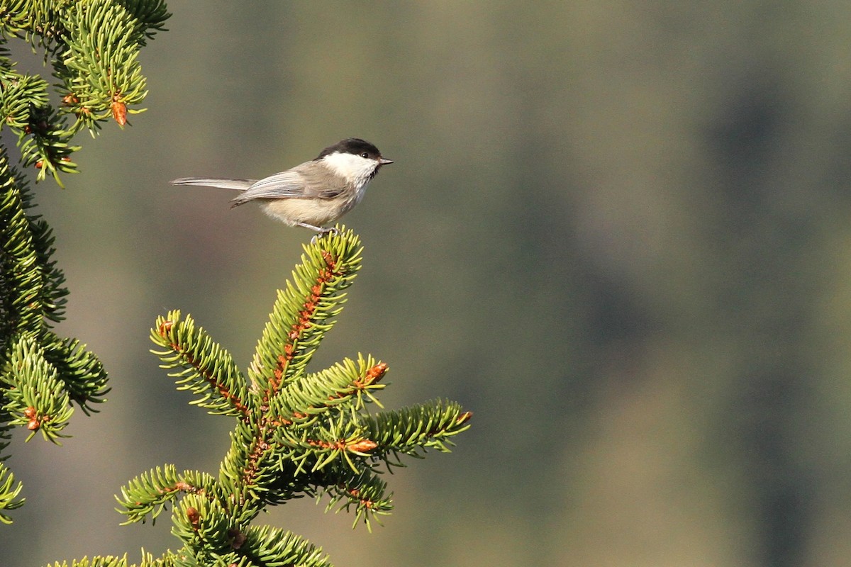 Willow Tit - ML641248910
