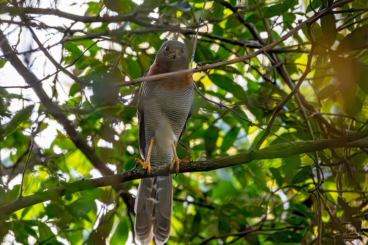 Barred Forest-Falcon - ML641248911