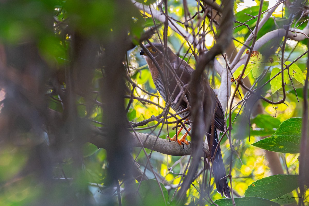 Barred Forest-Falcon - ML641248912