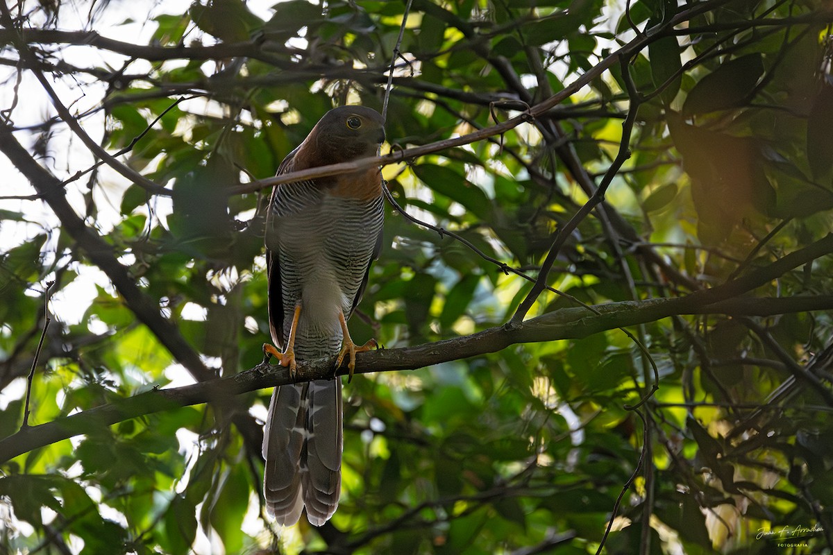 Barred Forest-Falcon - ML641248913
