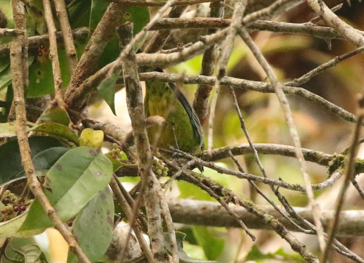 Yellow-bellied Tanager - ML641248924