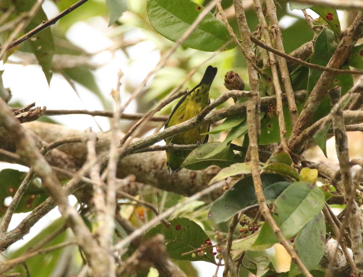 Yellow-bellied Tanager - ML641248925