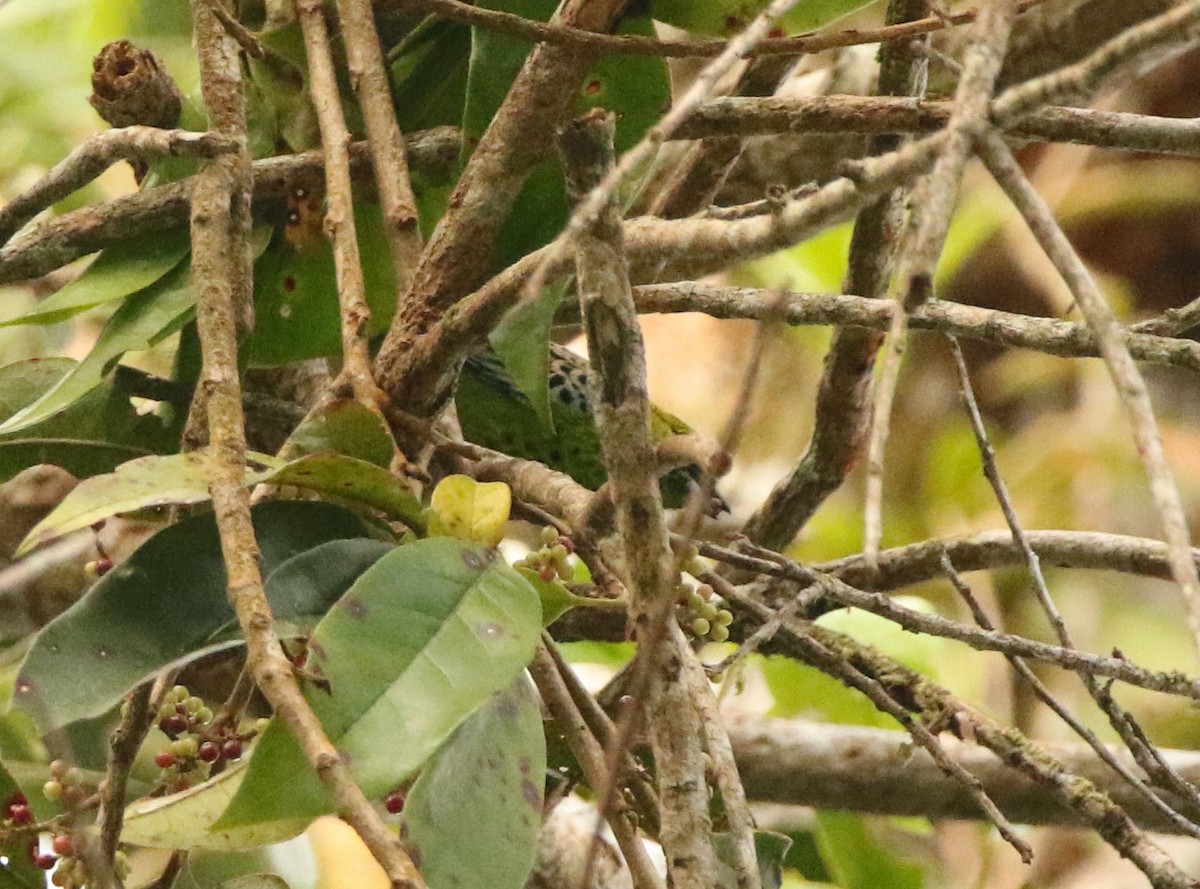 Yellow-bellied Tanager - ML641248926