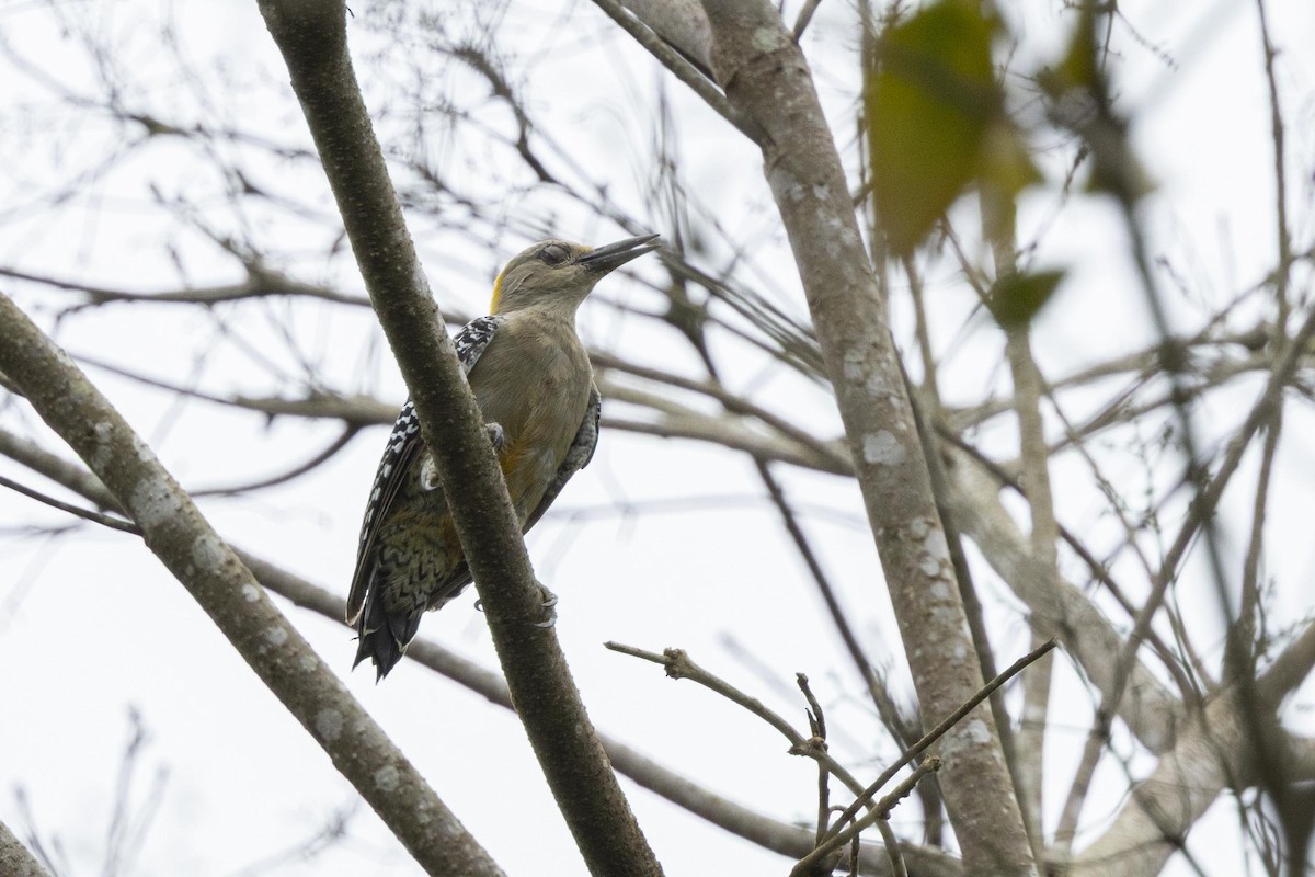 Hoffmann's Woodpecker - ML641248992
