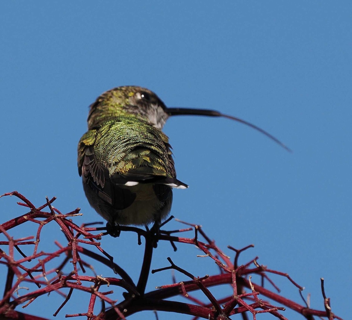 Ruby-throated Hummingbird - ML641249002