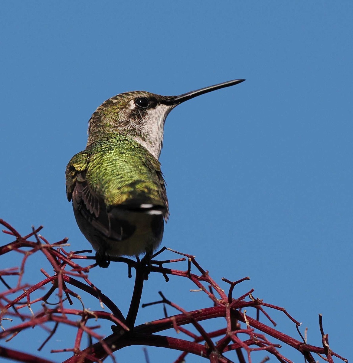 Ruby-throated Hummingbird - ML641249003