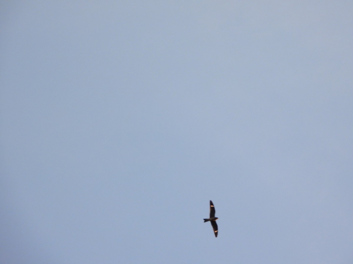 Common Nighthawk - ML641249013