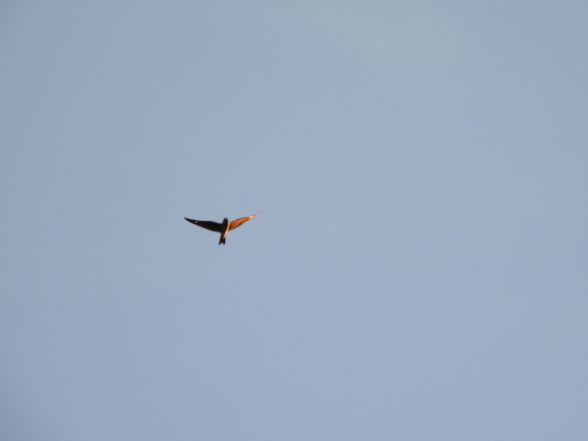 Common Nighthawk - ML641249014