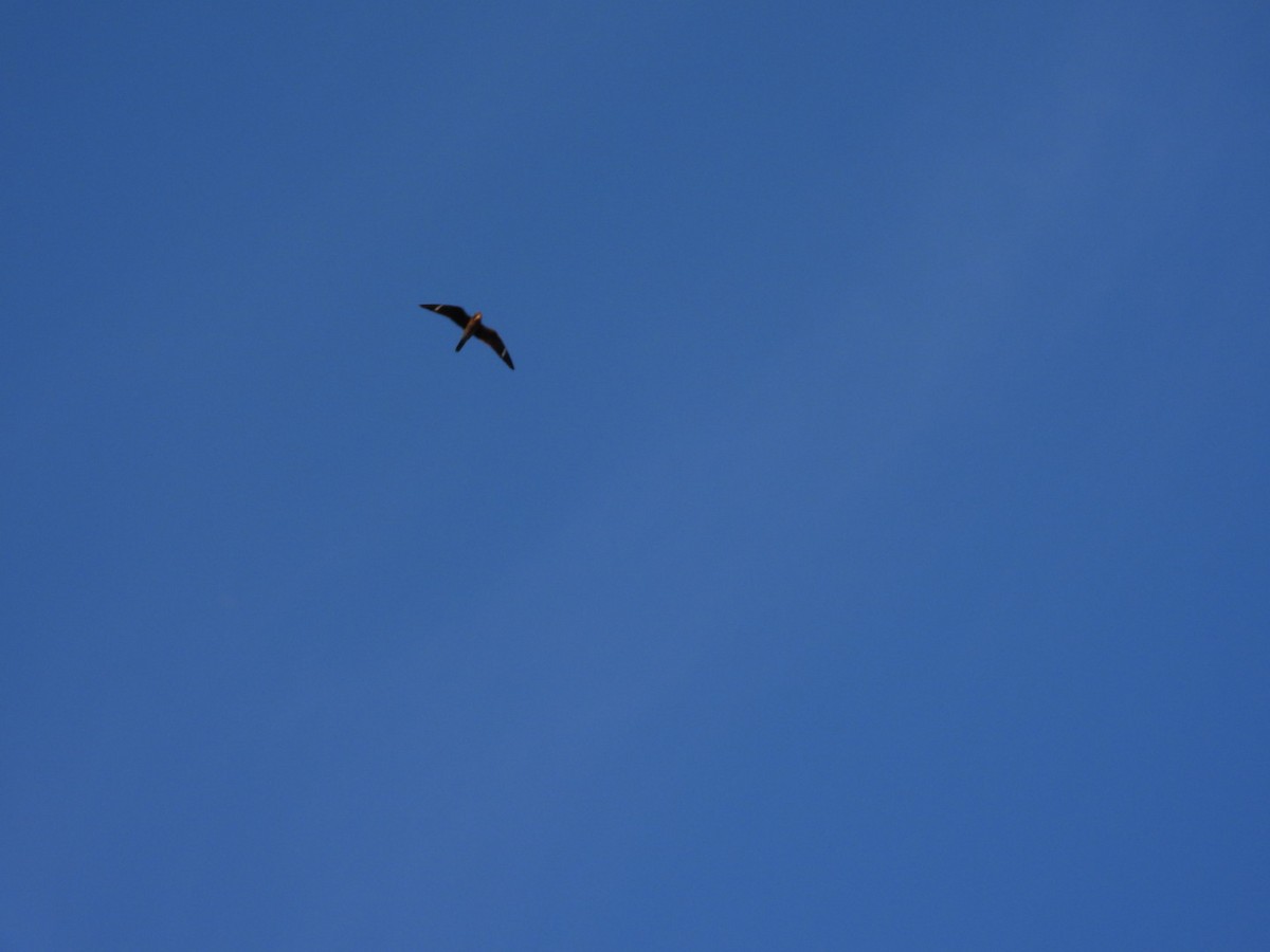 Common Nighthawk - ML641249015