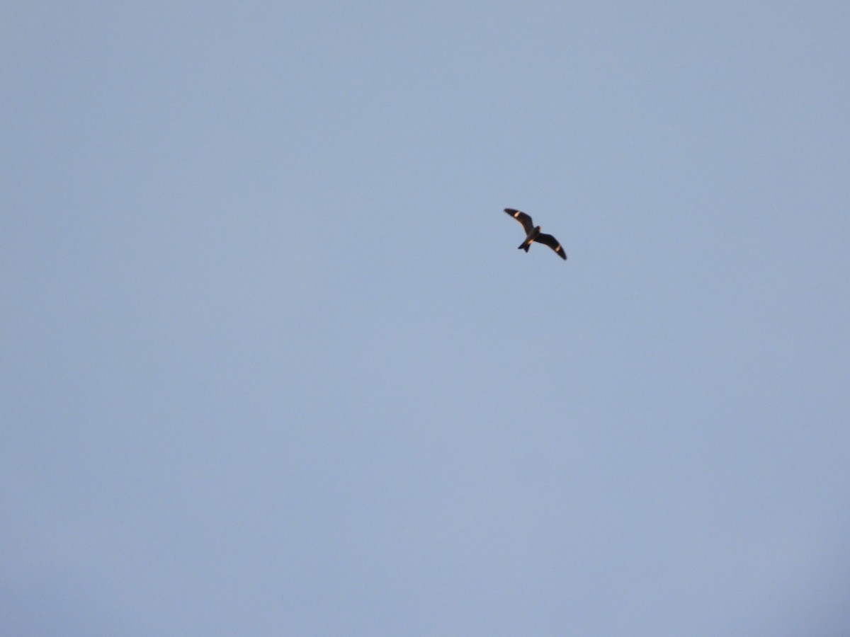 Common Nighthawk - ML641249016