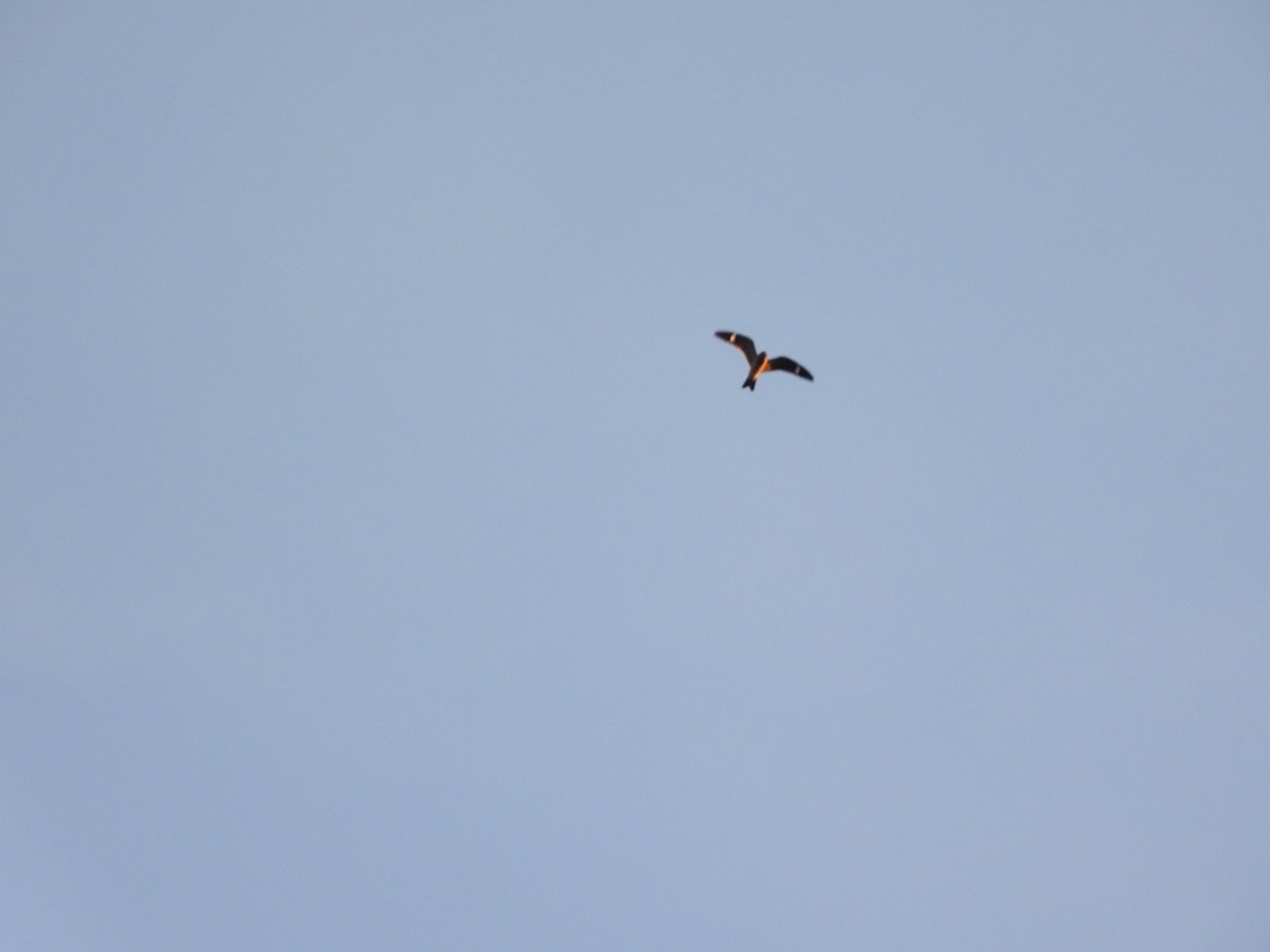 Common Nighthawk - ML641249017